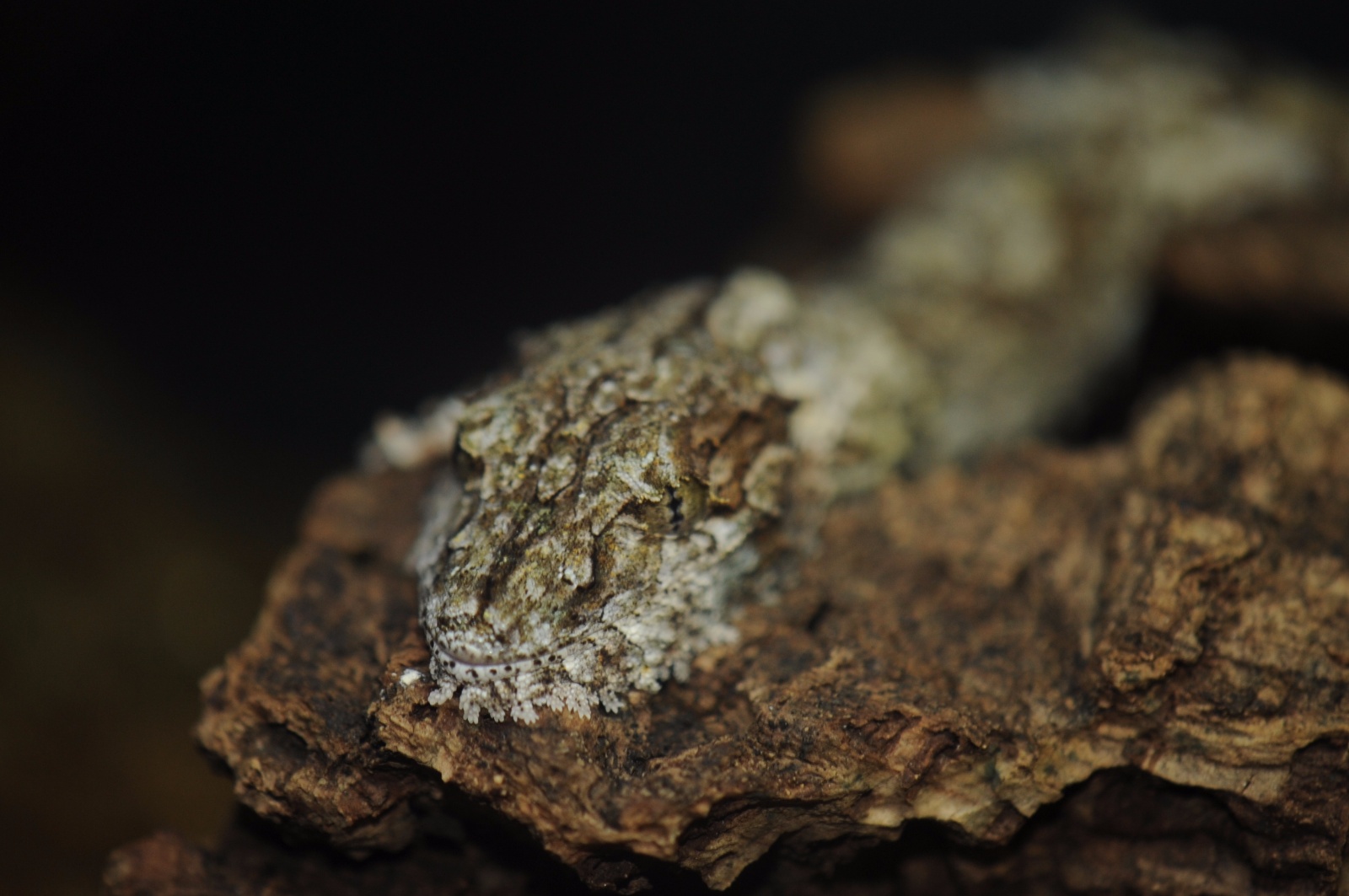 Mossy leaftailed gecko 15